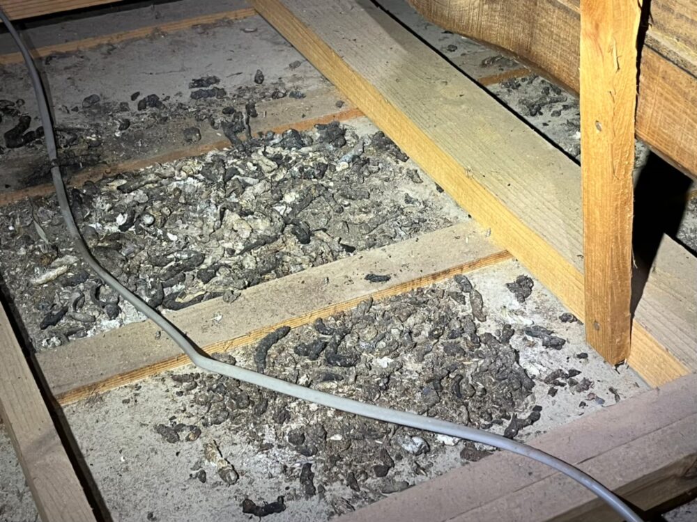 佐賀県伊万里市　アライグマによる被害　M様邸　駆除実績