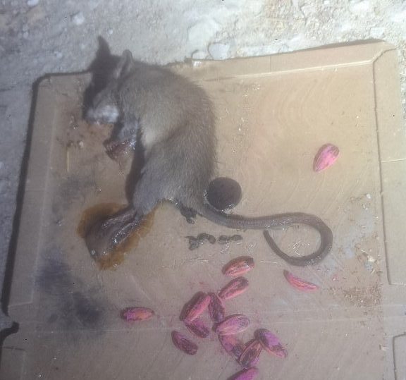 佐賀県武雄市　ネズミによる被害　N様邸　駆除実績