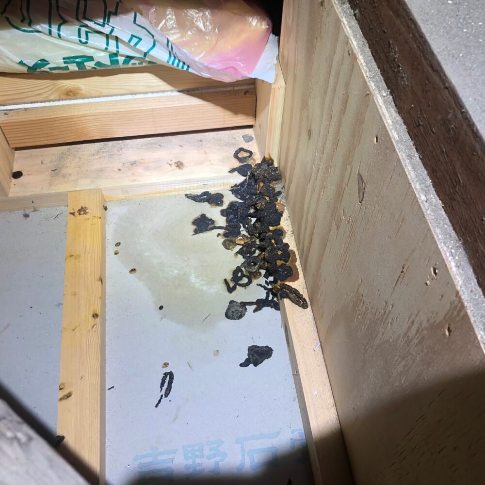 福岡県朝倉市　イタチによる被害　H様邸　駆除実績