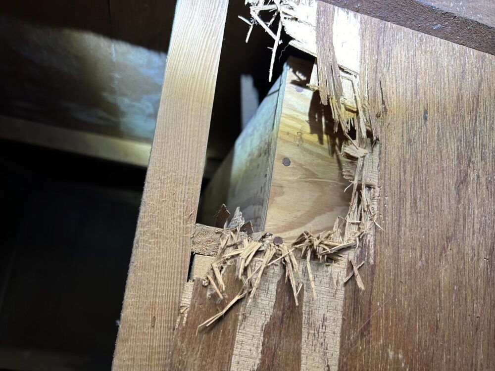 佐賀県 三養基郡みやき町　アライグマによる被害　A様邸　駆除実績