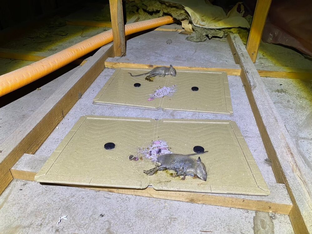 福岡県春日市　ネズミによる被害　A様邸　駆除実績