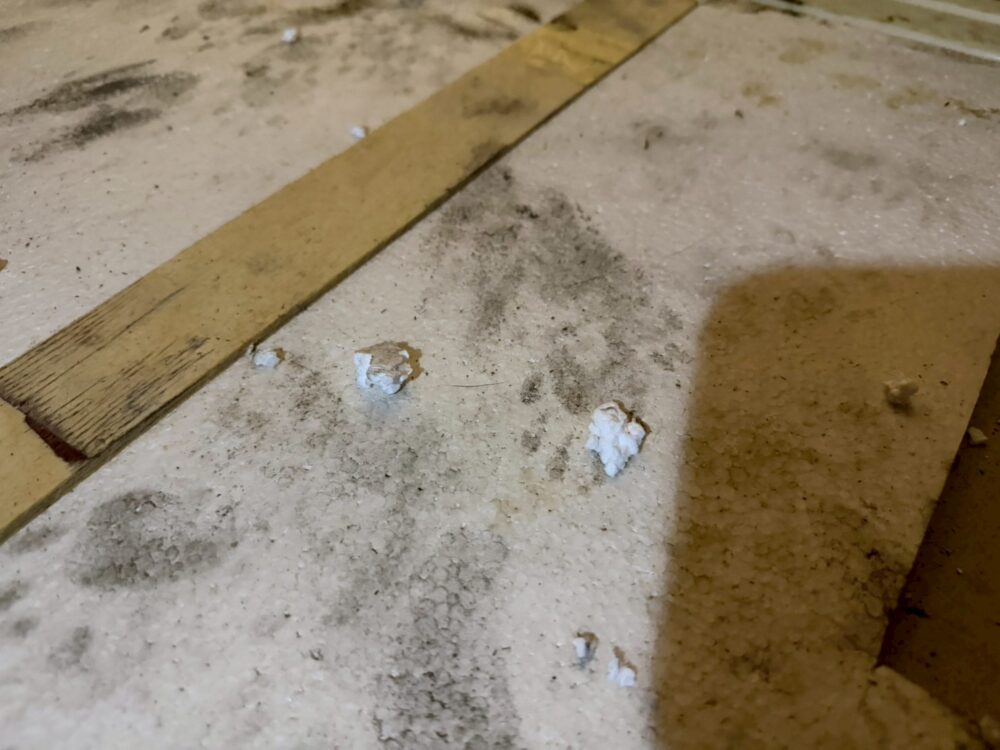 福岡県糟屋郡篠栗町　アライグマによる被害　T様邸　駆除実績