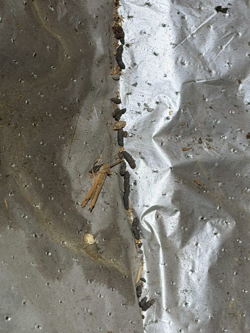 福岡県大野城市　ネズミによる被害　M様邸　駆除実績