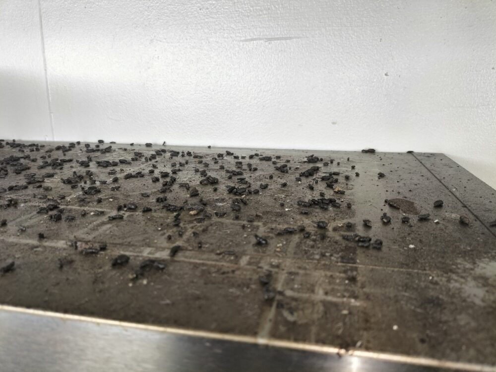 熊本県荒尾市　ネズミによる被害　D様邸　駆除実績