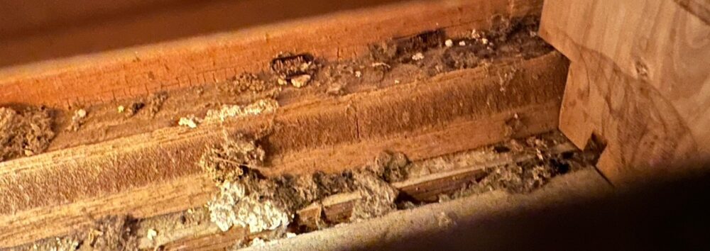 佐賀県多久市　アライグマによる被害　U様邸　駆除実績