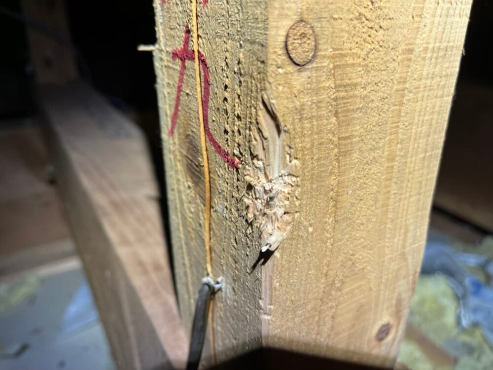 福岡県飯塚市　アライグマによる被害　M様邸　駆除実績