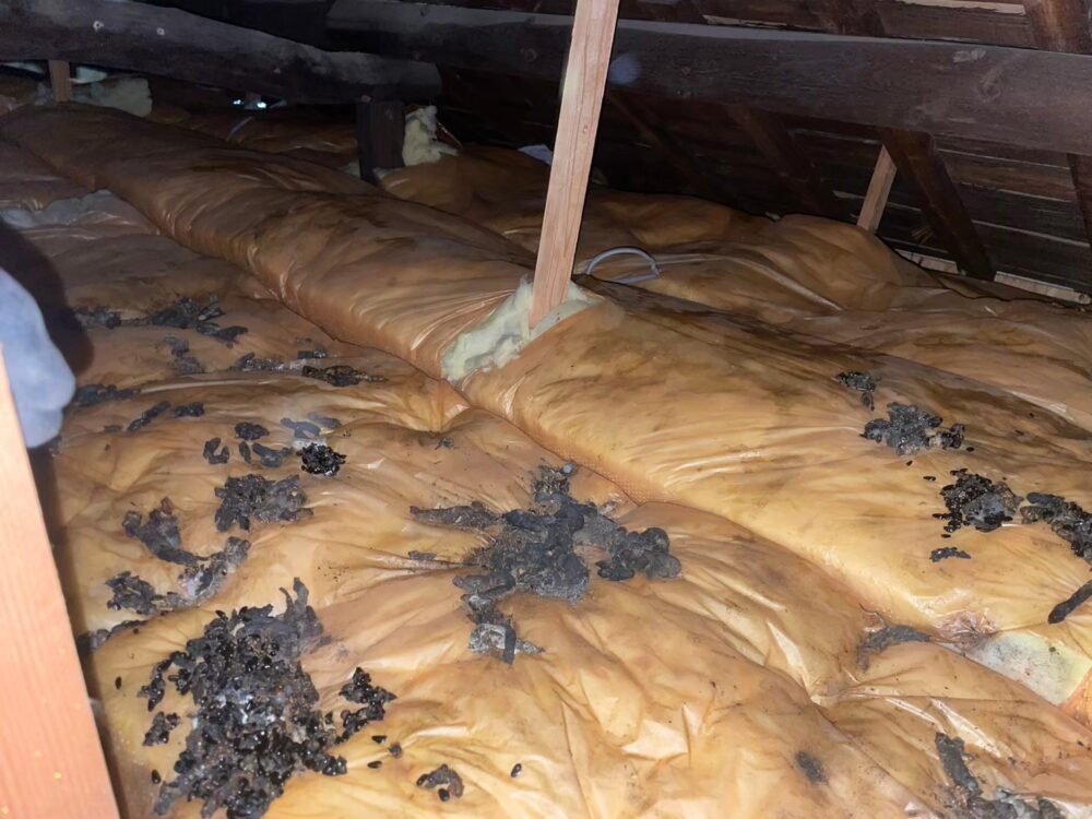 福岡県筑紫野市　アライグマによる被害　U様邸　駆除実績