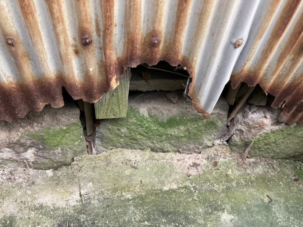 アライグマによる被害　Y様邸　駆除実績