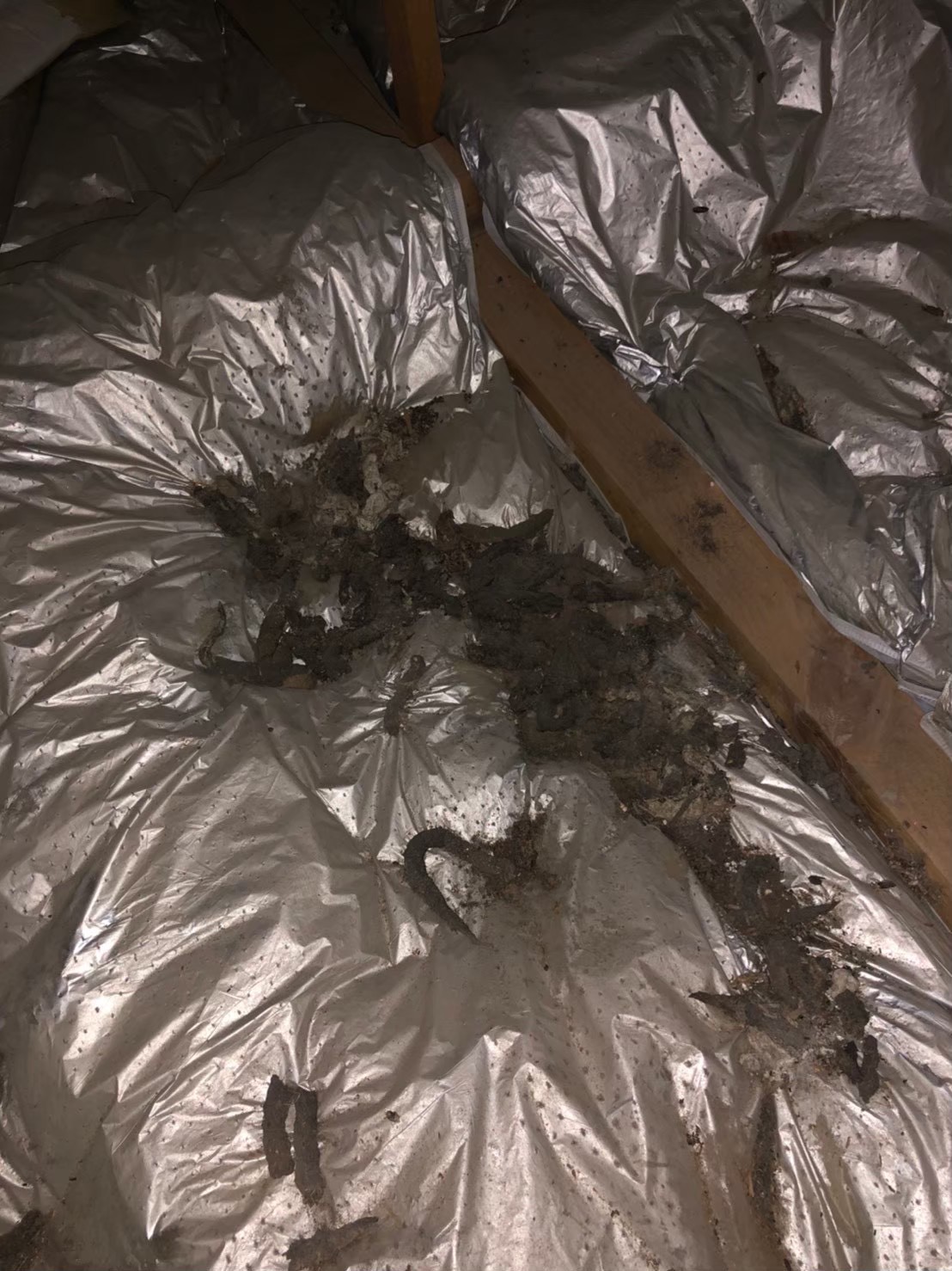 イタチによる被害　I様邸　駆除実績