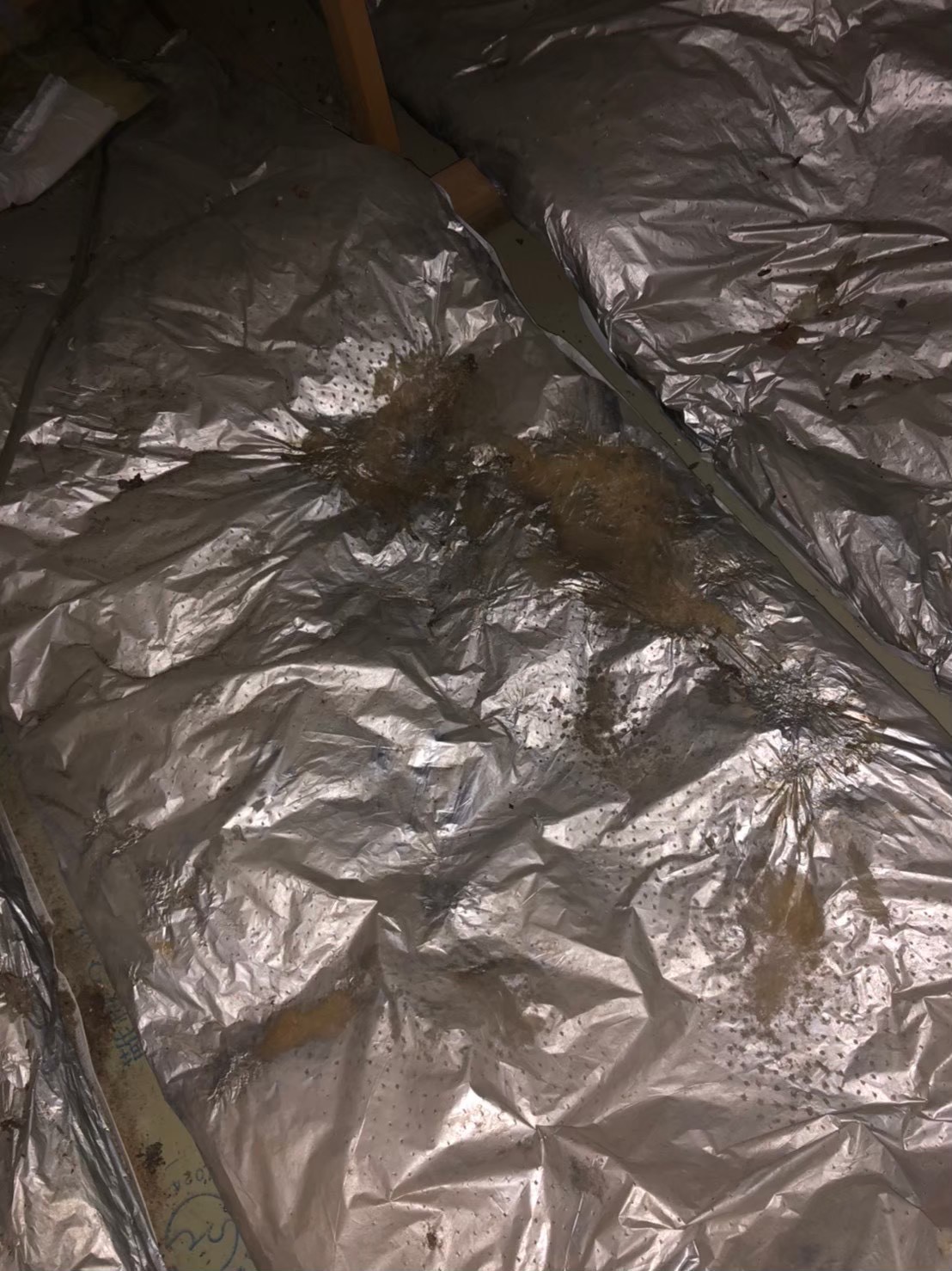 イタチによる被害　I様邸　駆除実績