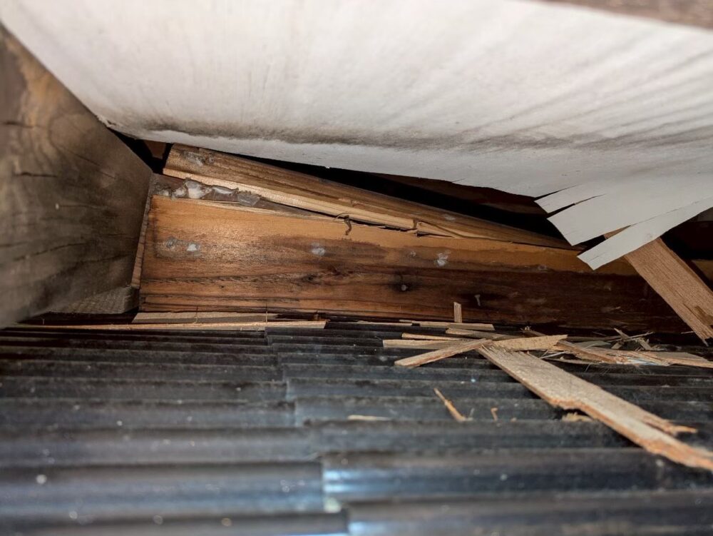 イタチ・アライグマによる被害　A様邸　駆除実績