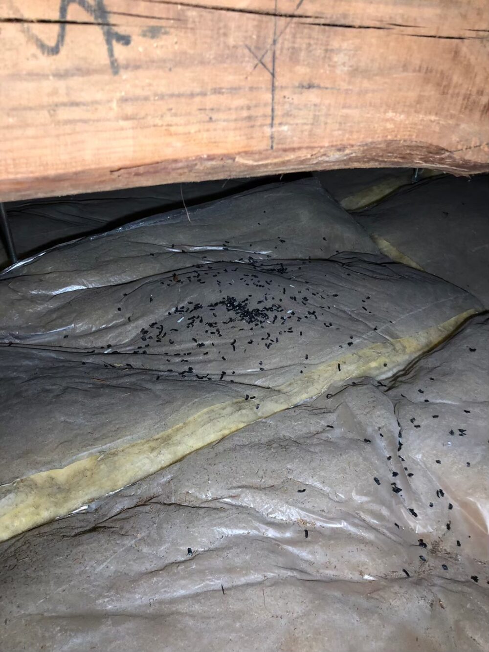 ネズミによる被害　N様邸　駆除実績