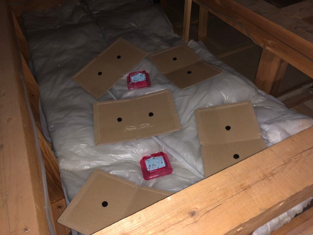 イタチ・ネズミによる被害　M様邸　駆除実績