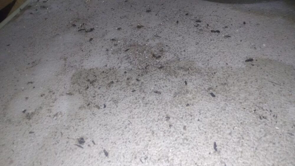 アライグマによる被害　O様邸　駆除実績