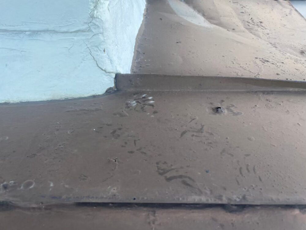 福岡県糸島市　アライグマによる被害　駆除実績