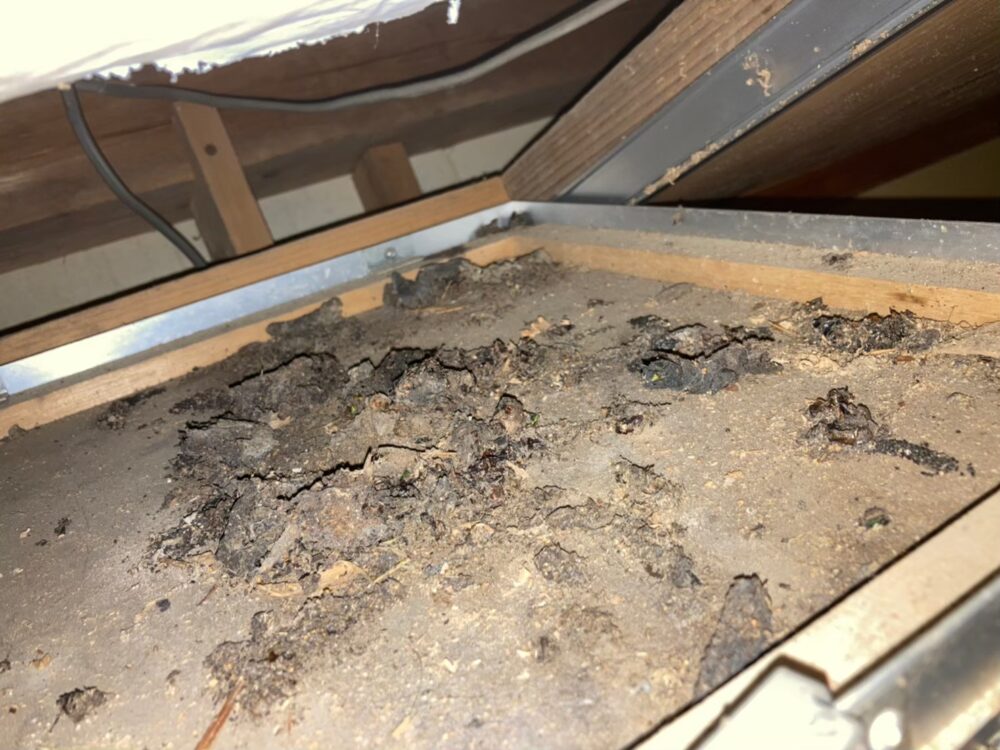 佐賀県嬉野市　イタチによる被害　株式会社G　A様　駆除実績