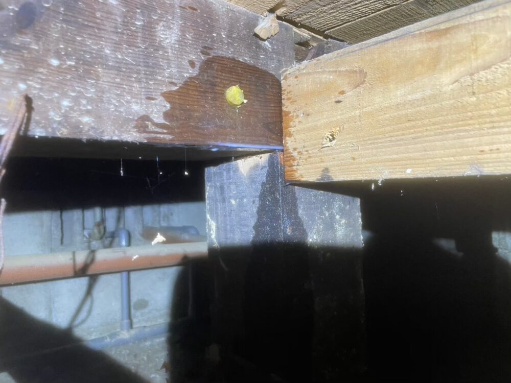 福岡県那珂川市　シロアリ(白蟻）による被害　O様邸　駆除実績
