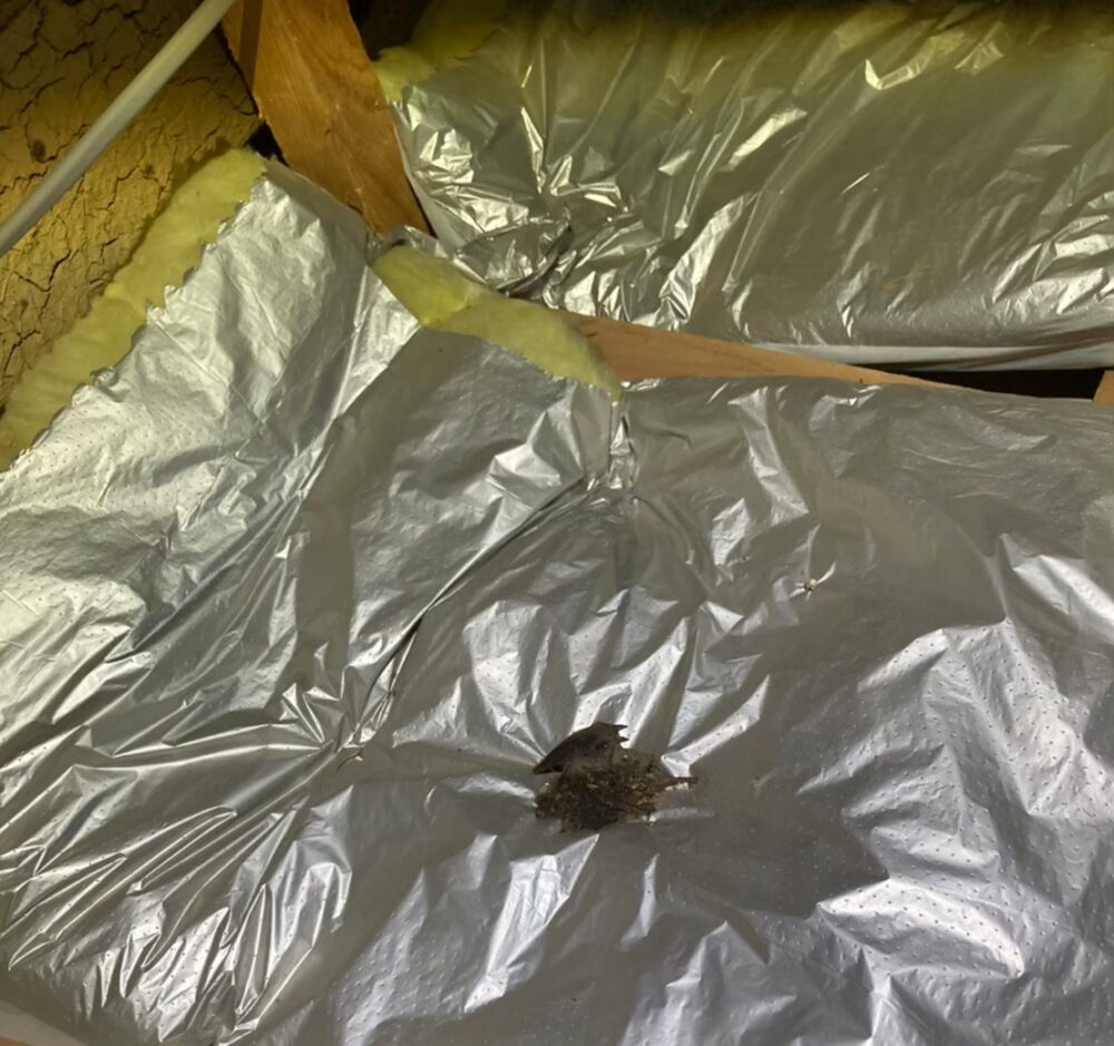 佐賀県小城市　コウモリによる被害　I様邸　駆除実績