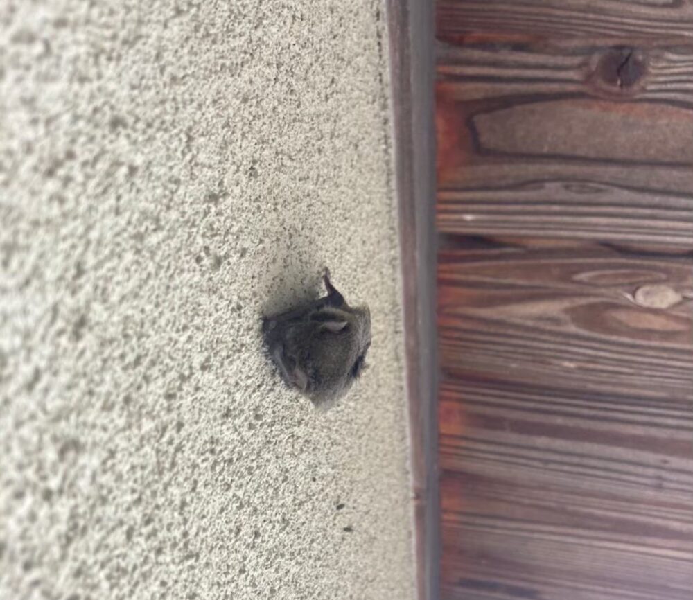 福岡県北九州市　コウモリによる被害　U様邸　駆除実績