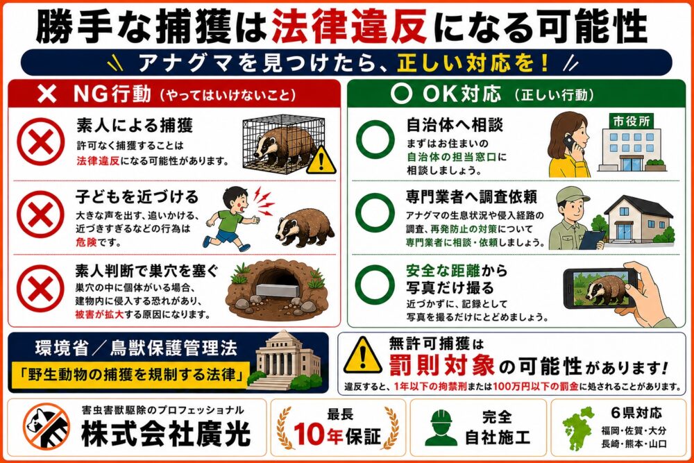 アナグマを見つけたときの対処法と法的注意