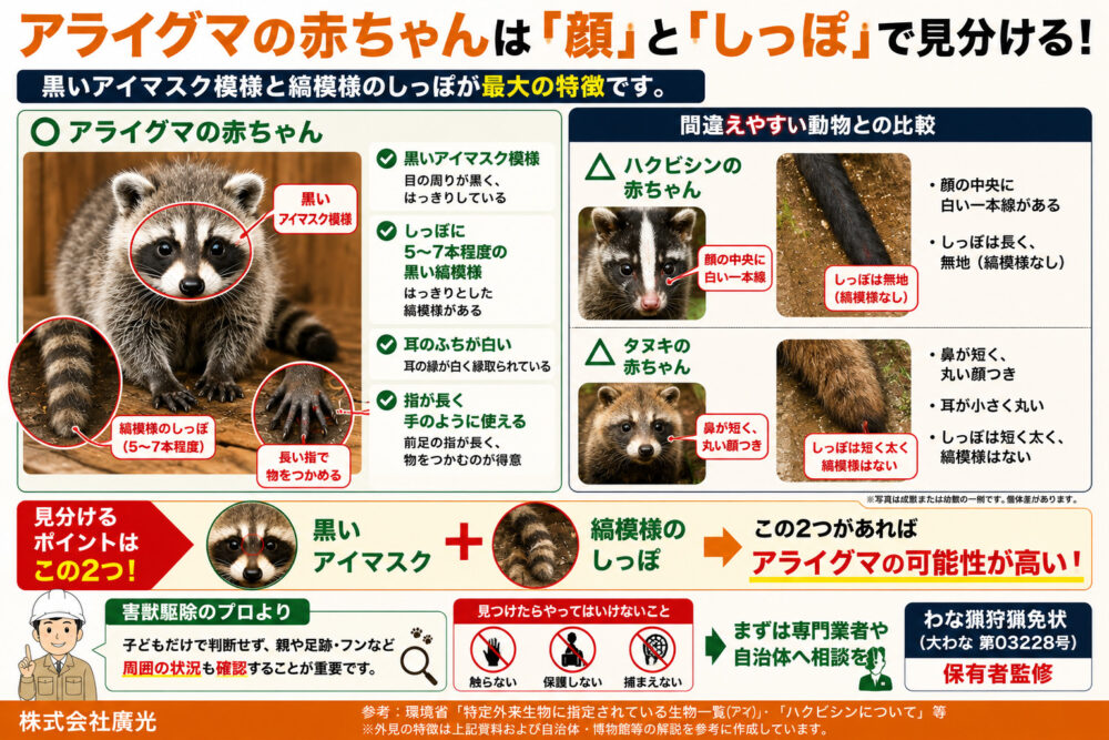 アライグマの赤ちゃんの特徴と見分け方