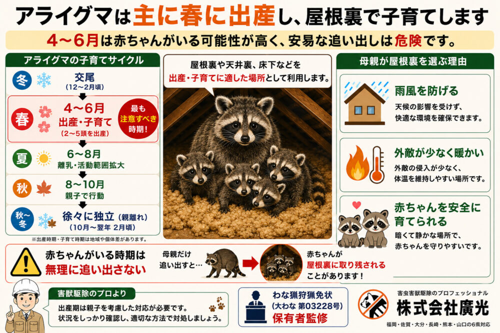 アライグマの出産時期と子育ての習性