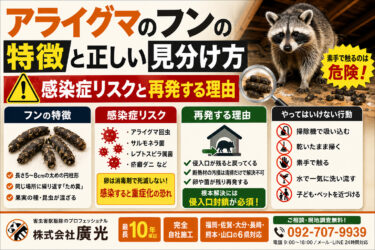 アライグマのフンの特徴と正しい見分け方｜感染症リスクと再発する理由