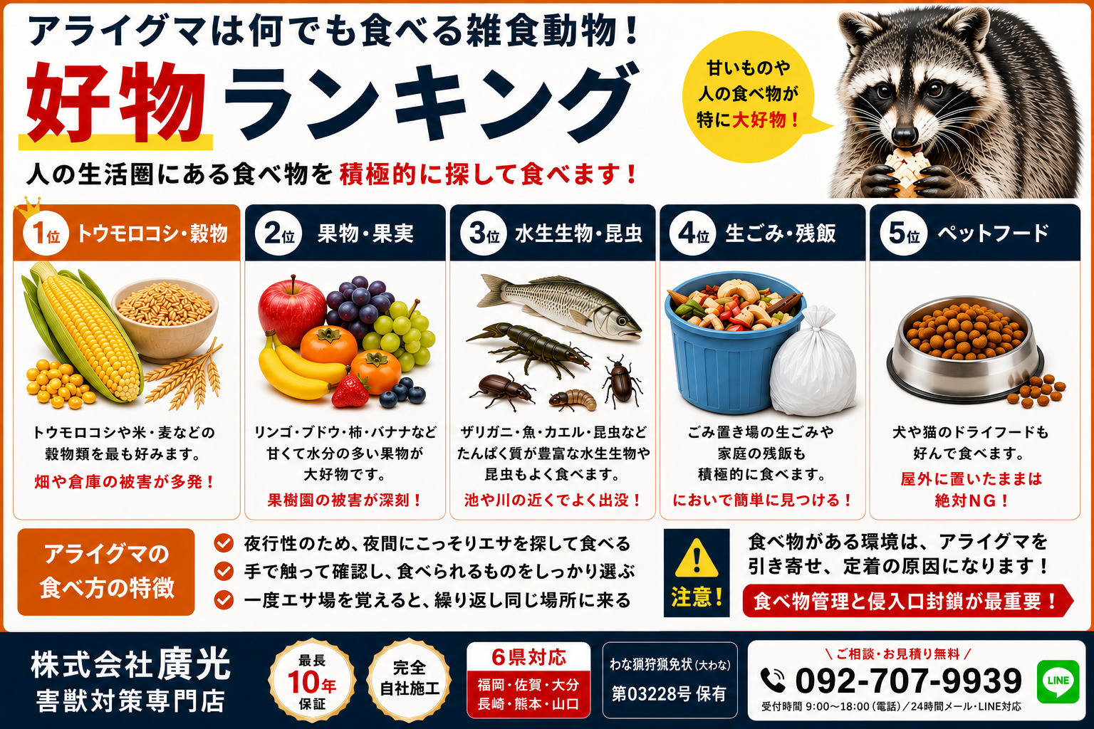 アライグマは何でも食べる雑食動物|好物ランキング