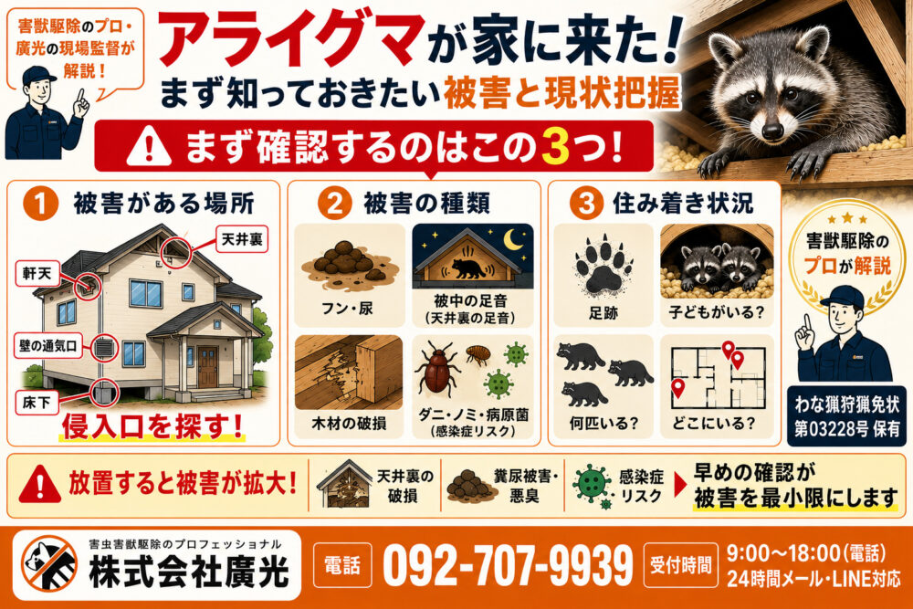 アライグマが家に来た！まず知っておきたい被害と現状把握