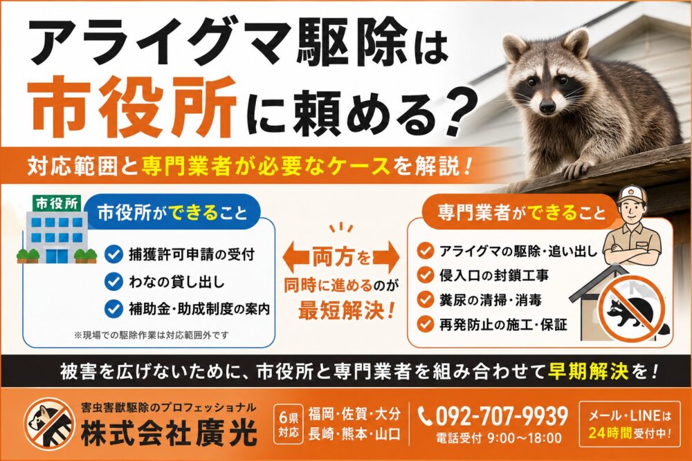 アライグマ駆除は市役所に頼める？対応範囲と専門業者が必要なケース