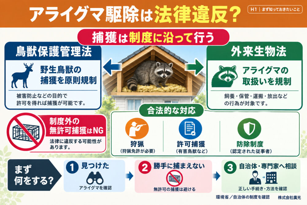 アライグマ駆除の法律｜どこから違反？罰則と許可なしでできる対策を解説