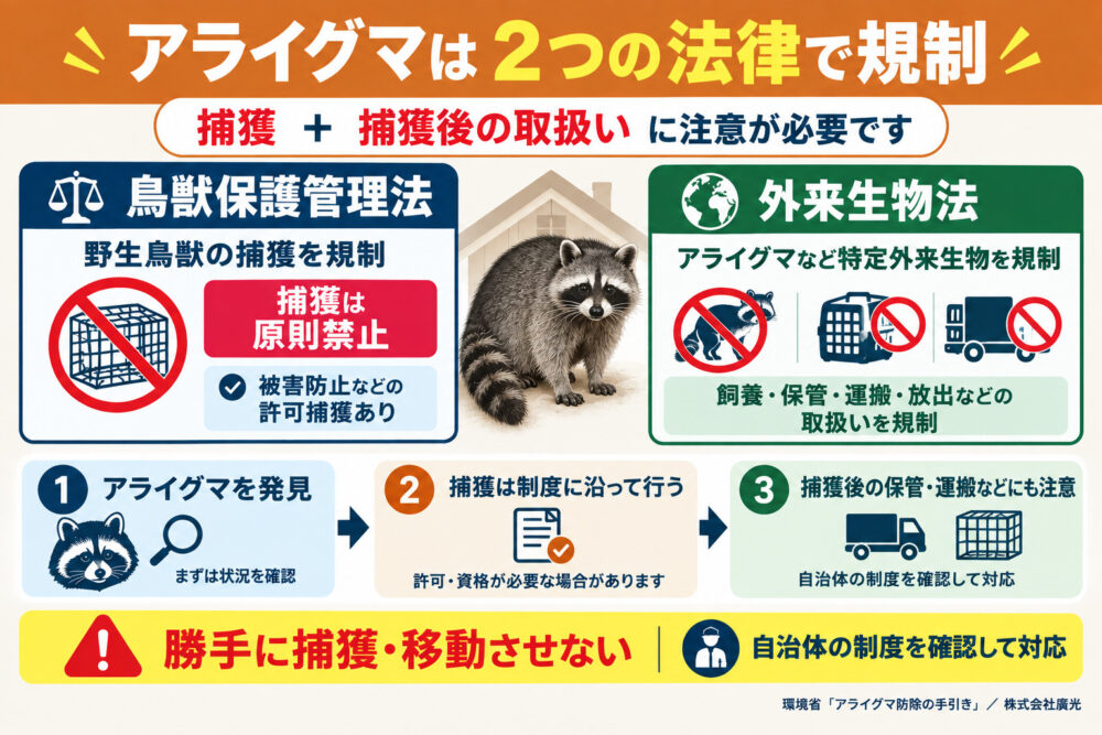 アライグマに関わる2つの法律|鳥獣保護管理法と外来生物法