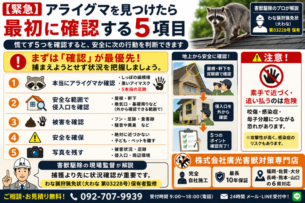 アライグマを発見したらまず確認すべき5つのポイント