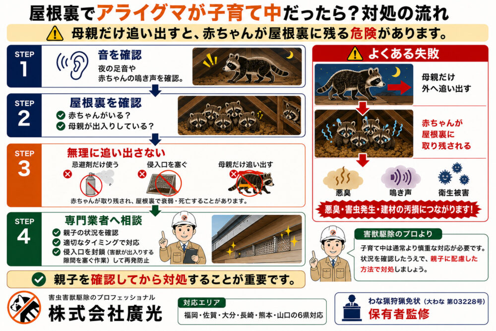 屋根裏でアライグマが子育て中だったら?対処の流れ