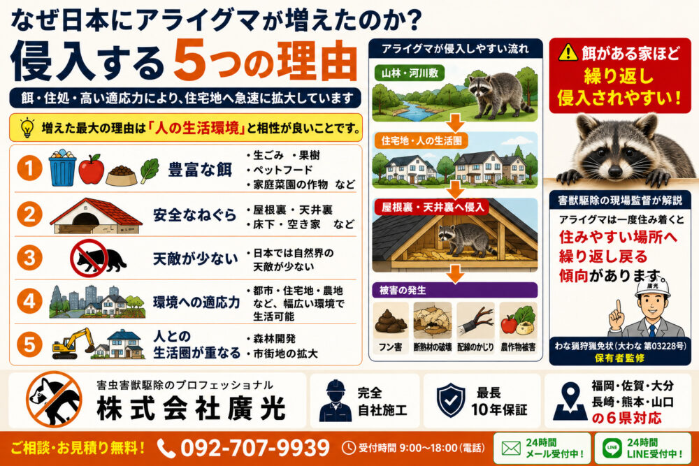 なぜ日本にアライグマが増えたのか？侵入する5つの理由
