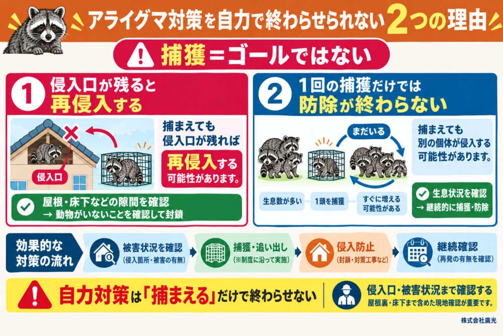アライグマ対策を自力で終わらせられない2つの理由