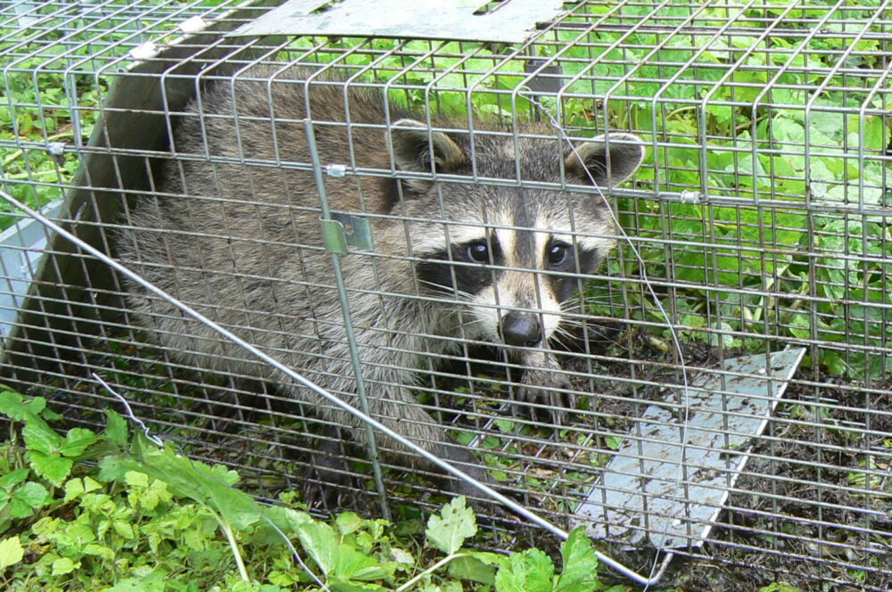 鳥獣保護管理法と特定外来生物法｜狩猟免許が必要な場合がある
