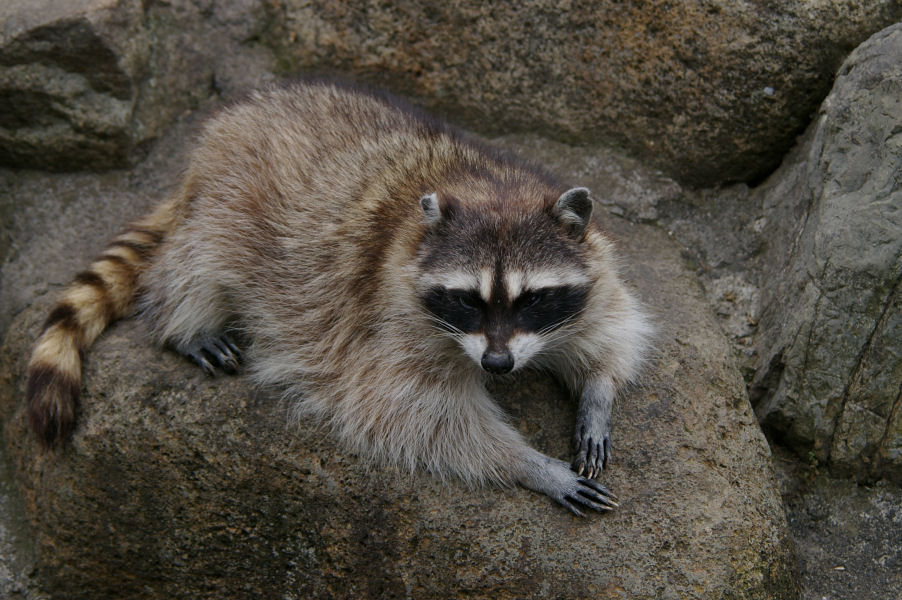 ポイント①今すぐ確認！アライグマ被害の危険度チェック
