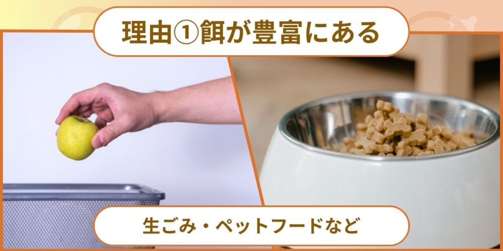 餌が豊富にある