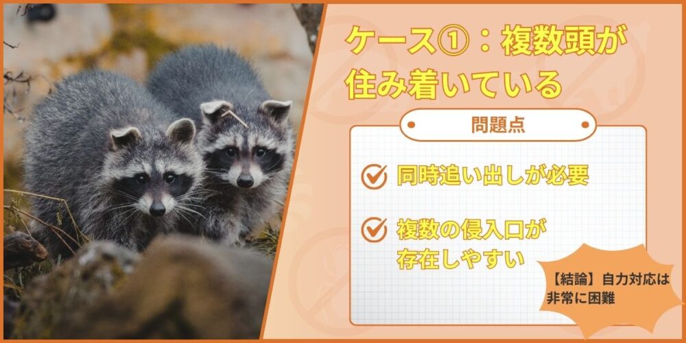 複数頭で住みついている