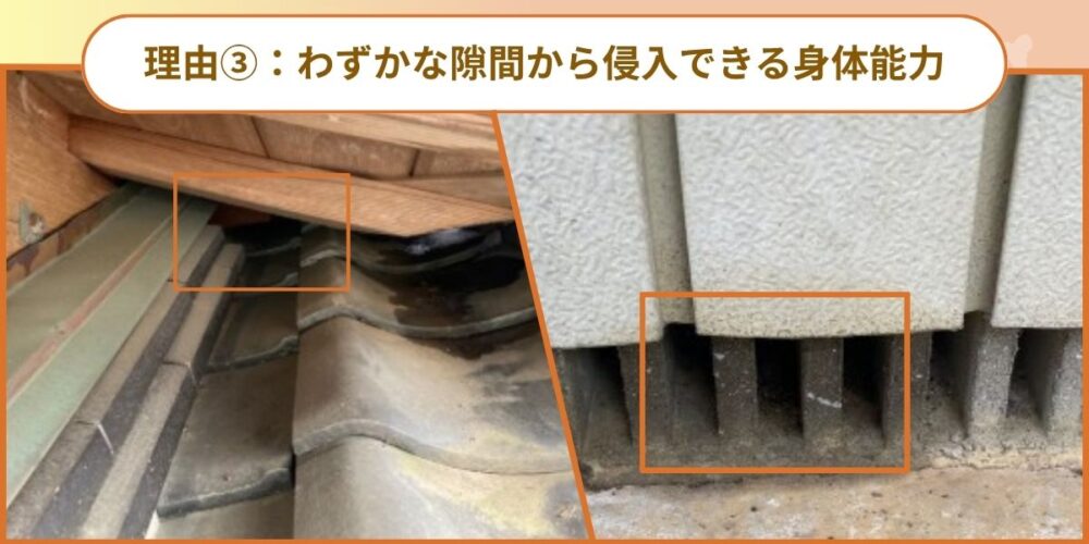 わずかな隙間から侵入できる