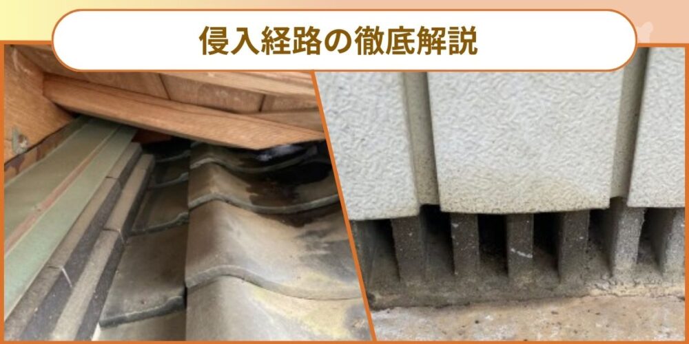 久留米ハクビシン‐侵入経路