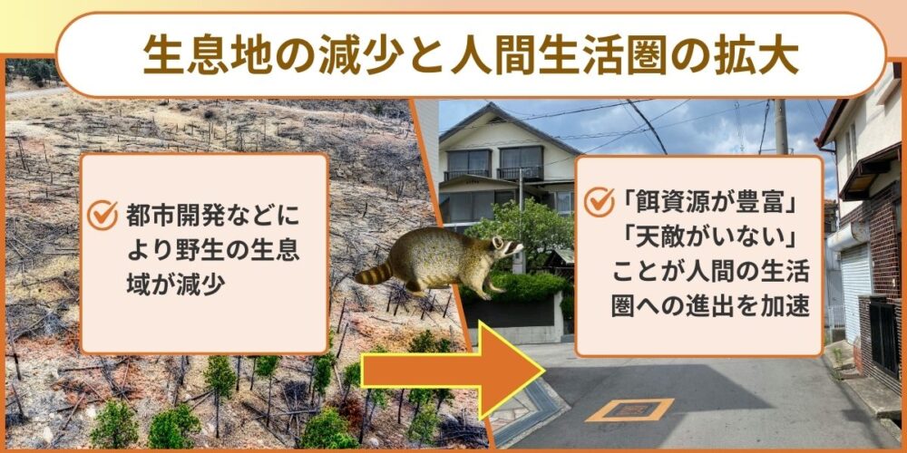 生息地の減少と人間生活圏への拡大 アライグマ対策