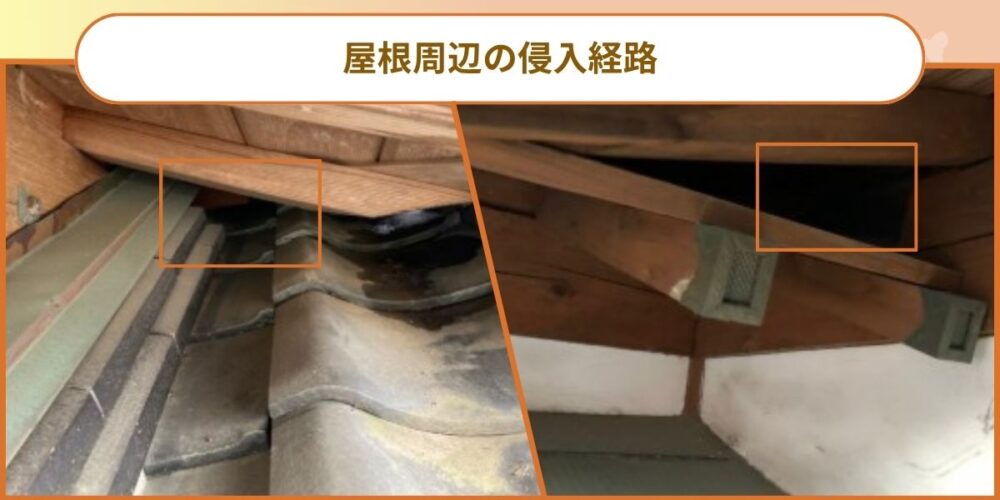 屋根周辺の侵入経路