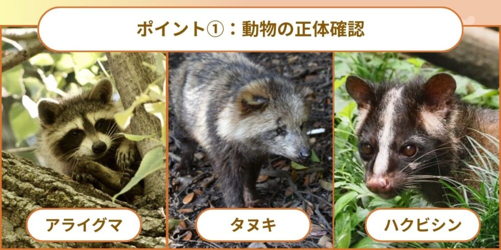動物の正体を確認する