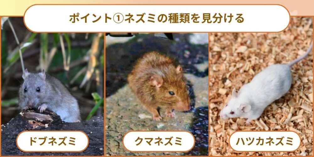 ネズミ種類見分け方