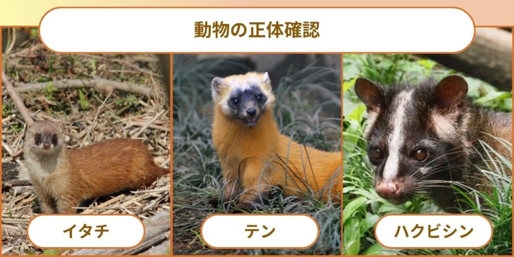 動物の正体確認