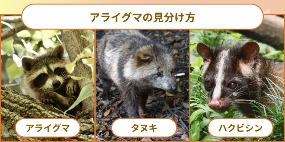 アライグマかどうかを確認する見分け方