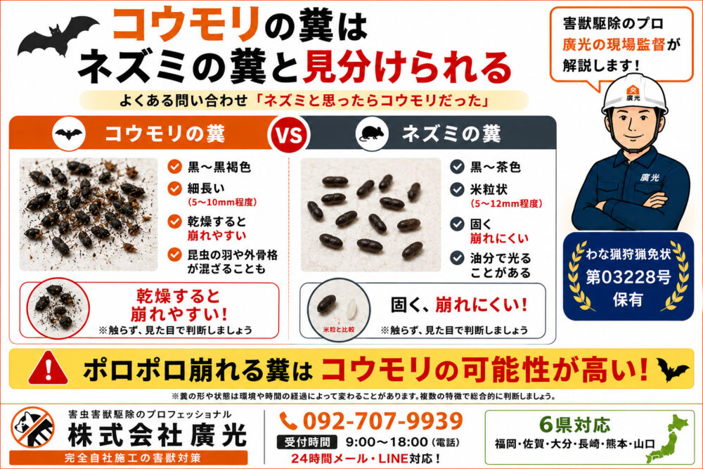 コウモリの糞の見分け方|ネズミとの違い