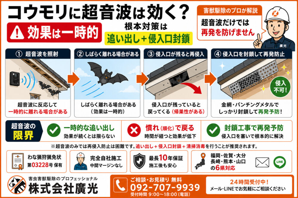 コウモリに超音波は効果ある？一時的に効く理由と確実な追い出し方を解説